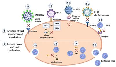 Broad Spectrum Algae Compounds Against Viruses